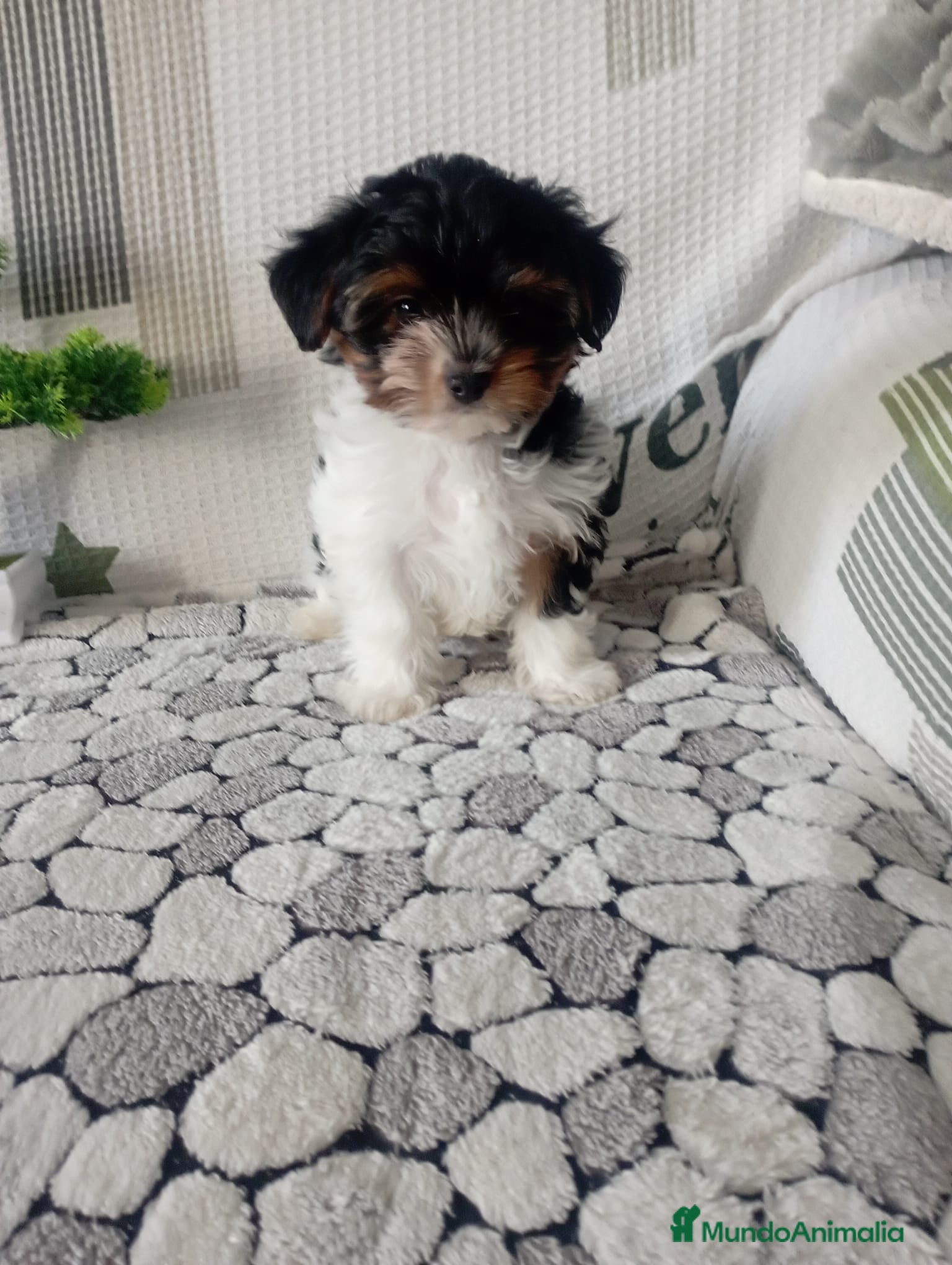 Biewer Yorkshire Terrier a la Pom Pon perros MACHO BIEWER en Madrid - Anuncio 1