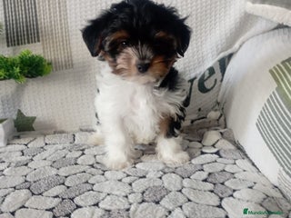 Biewer Yorkshire Terrier a la Pom Pon perros en Madrid - Anuncio 2