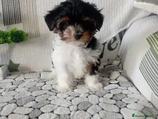 Biewer Yorkshire Terrier a la Pom Pon perros MACHO BIEWER en Madrid - Anuncio 4