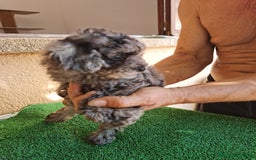 Caniche Toy perros en venta: Caniche toy  - Imagen 8
