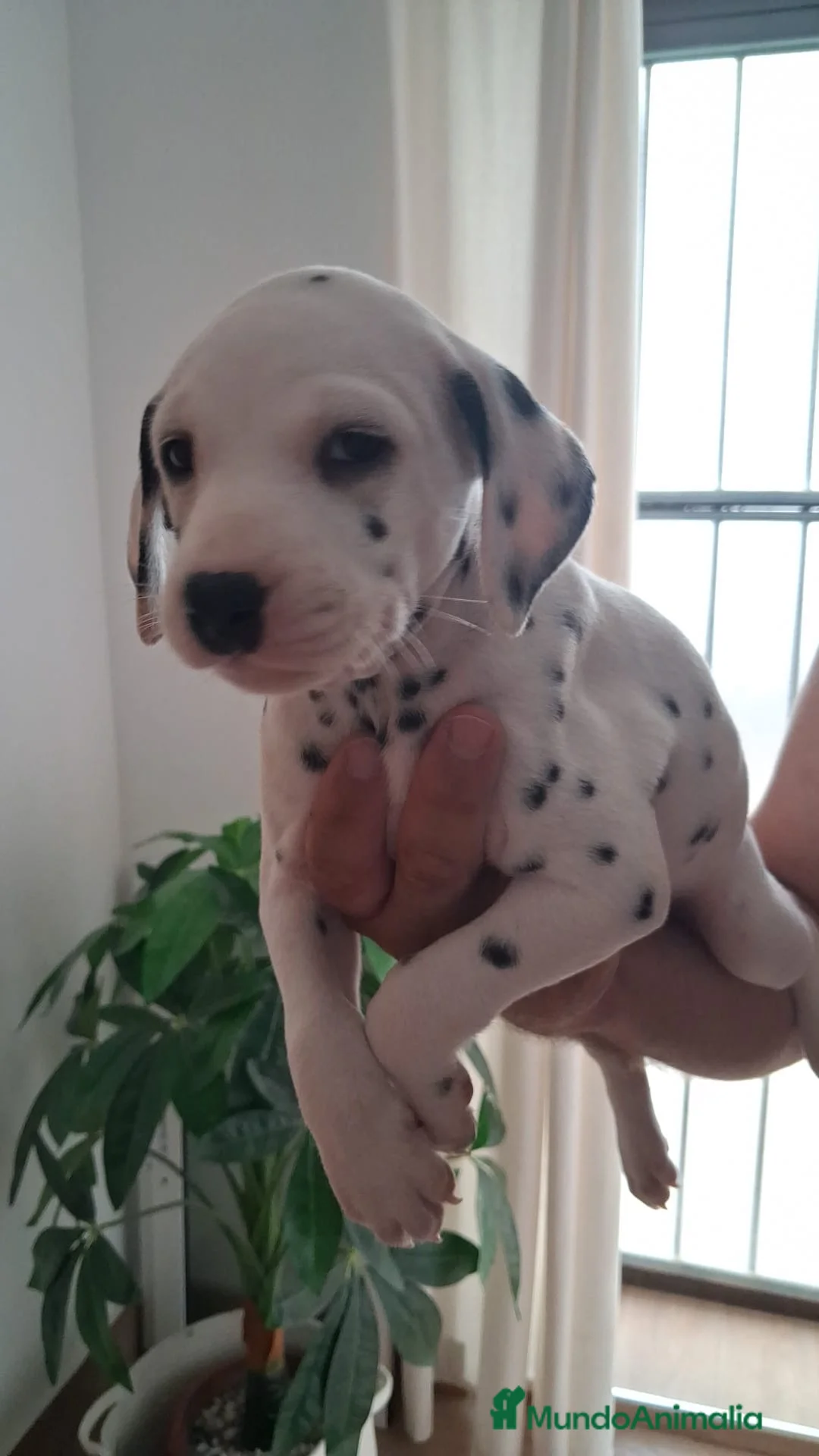 Dálmata perros en venta: Dálmatas disponibles 🐶🐾 en Granada - Anuncio 2