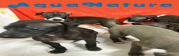 Pequeño Lebrel Italiano perros en venta: Camada LEBREL ITALIANO - AQUANATURA en Barcelona - Anuncio 4