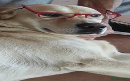 Labrador Retriever perros en venta: PROXIMA CAMADA DE LABRADOR RETRIEVER - Imagen 5