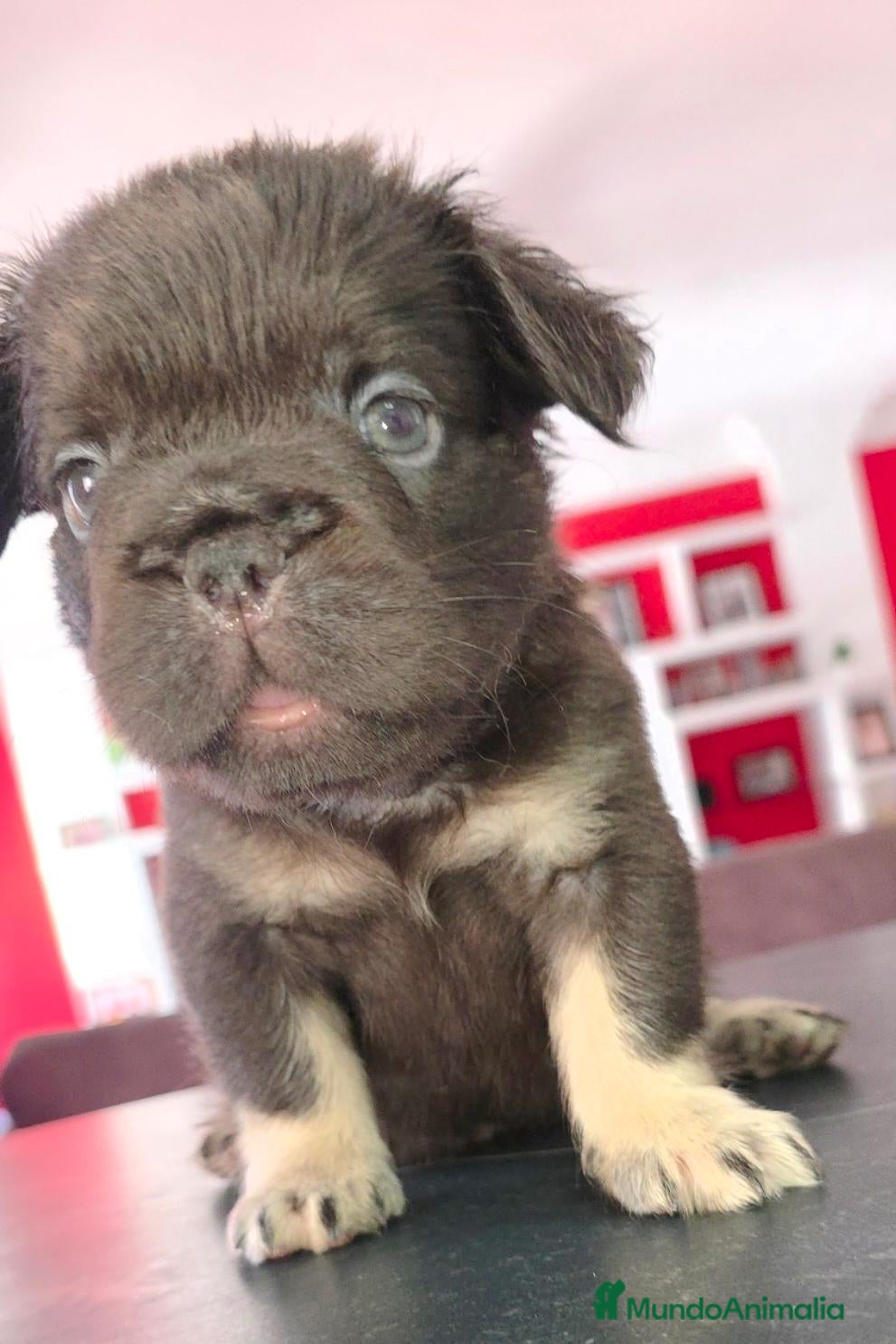 Bulldog Francés perros Bulldog francés fluffys  - Anuncio 1