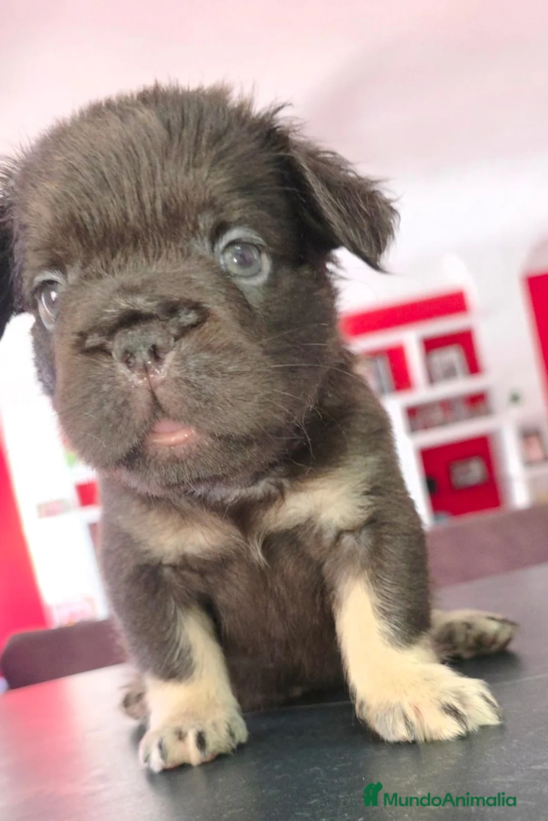 Bulldog Francés perros en venta: Bulldog francés fluffys  - Anuncio 1