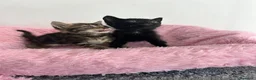 Raza Mixta gatos en venta: Gatitos raza mixta  - Anuncio 4