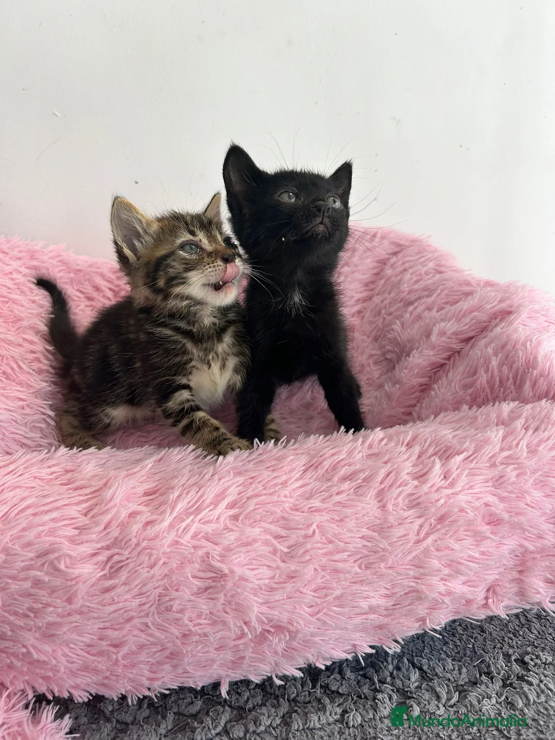 Raza Mixta gatos en venta: Gatitos raza mixta  - Anuncio 4