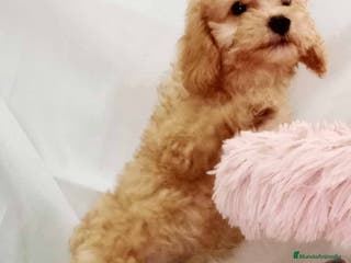 Caniche Toy perros Caniche Macho de Barbie y Can 6152 - AQUANATURA en Barcelona - Anuncio 34