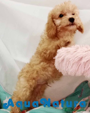 Caniche Toy perros en Barcelona - Anuncio 11