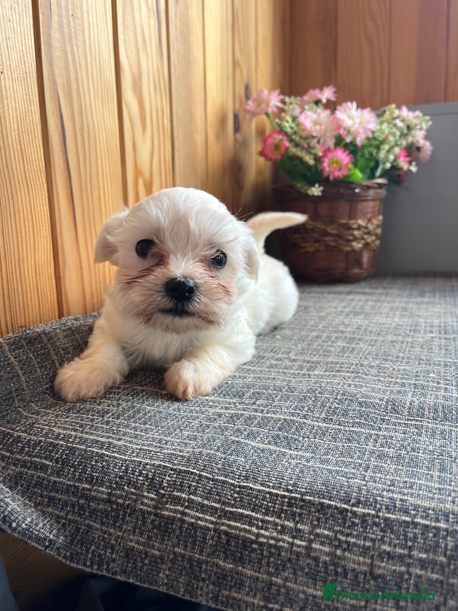 Bichón Maltés perros Bichón Maltés Cachorros  - Anuncio 1