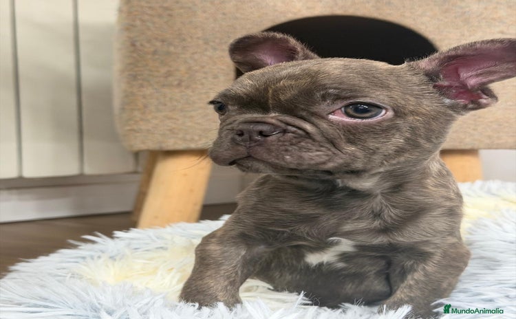 Bulldog Francés perros Bulldog Francés hembra guapísima  - Anuncio 1