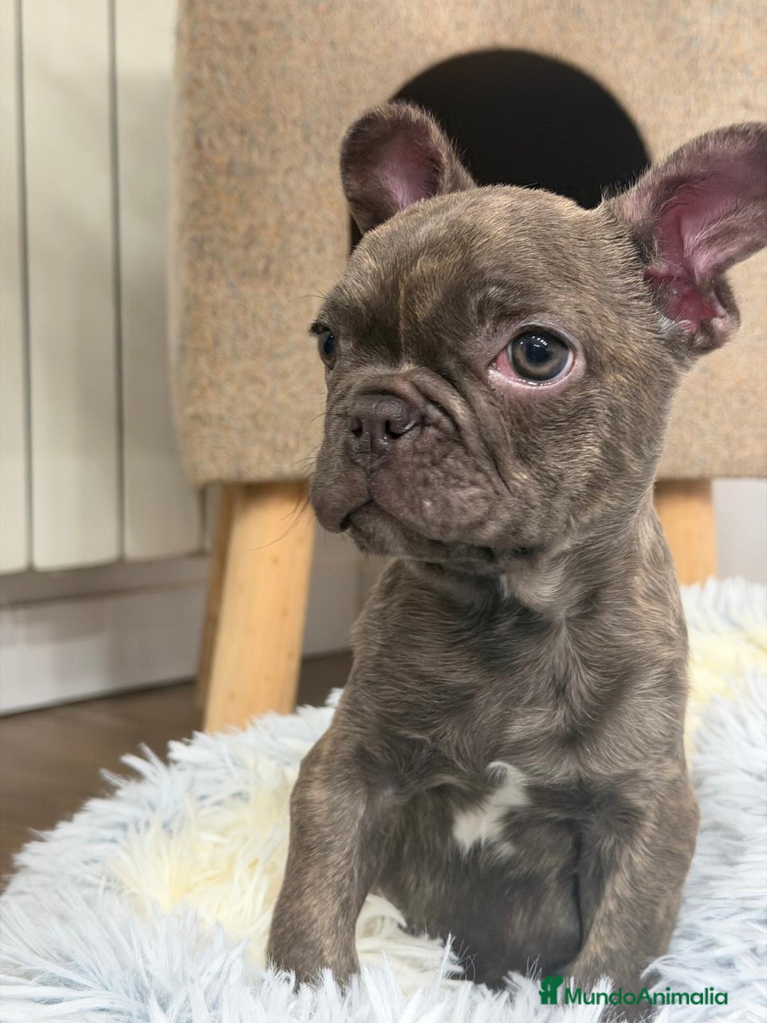 Bulldog Francés perros en venta: Bulldog Francés hembra guapísima  - Anuncio 1