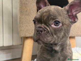 Bulldog Francés perros Bulldog Francés hembra guapísima - Anuncio 1