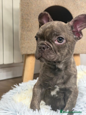 Bulldog Francés perros Bulldog Francés hembra guapísima - Anuncio 1