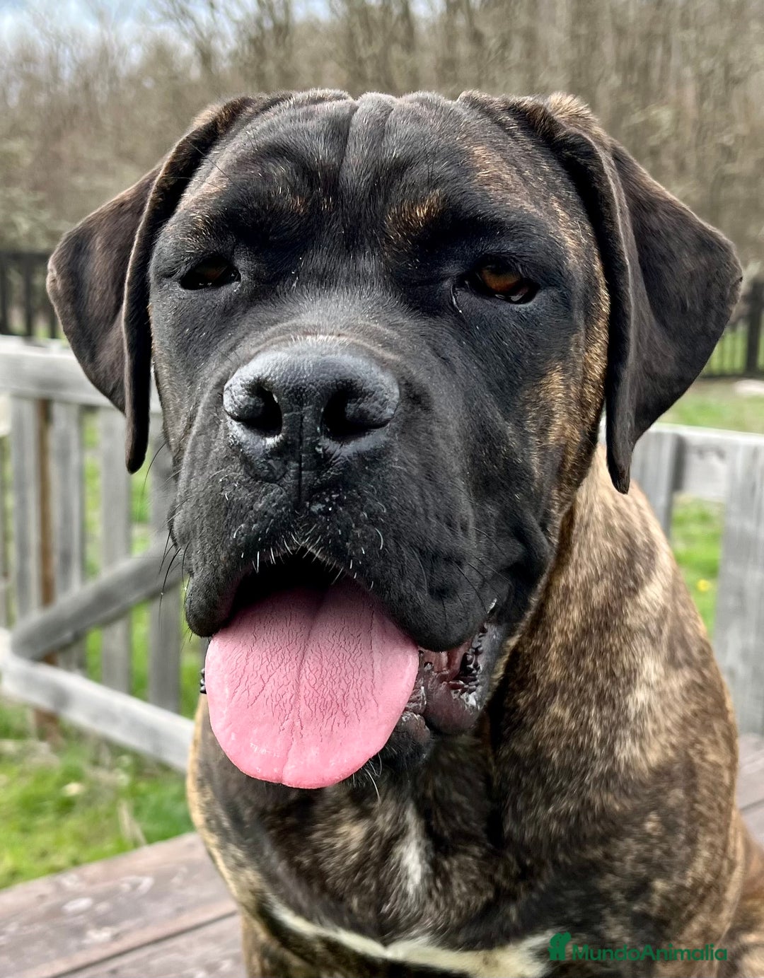 Cane Corso perros en adopcion: Hembra Cane corso  - Imagen 5