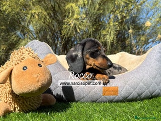 Teckel Miniatura perros - Anuncio 17
