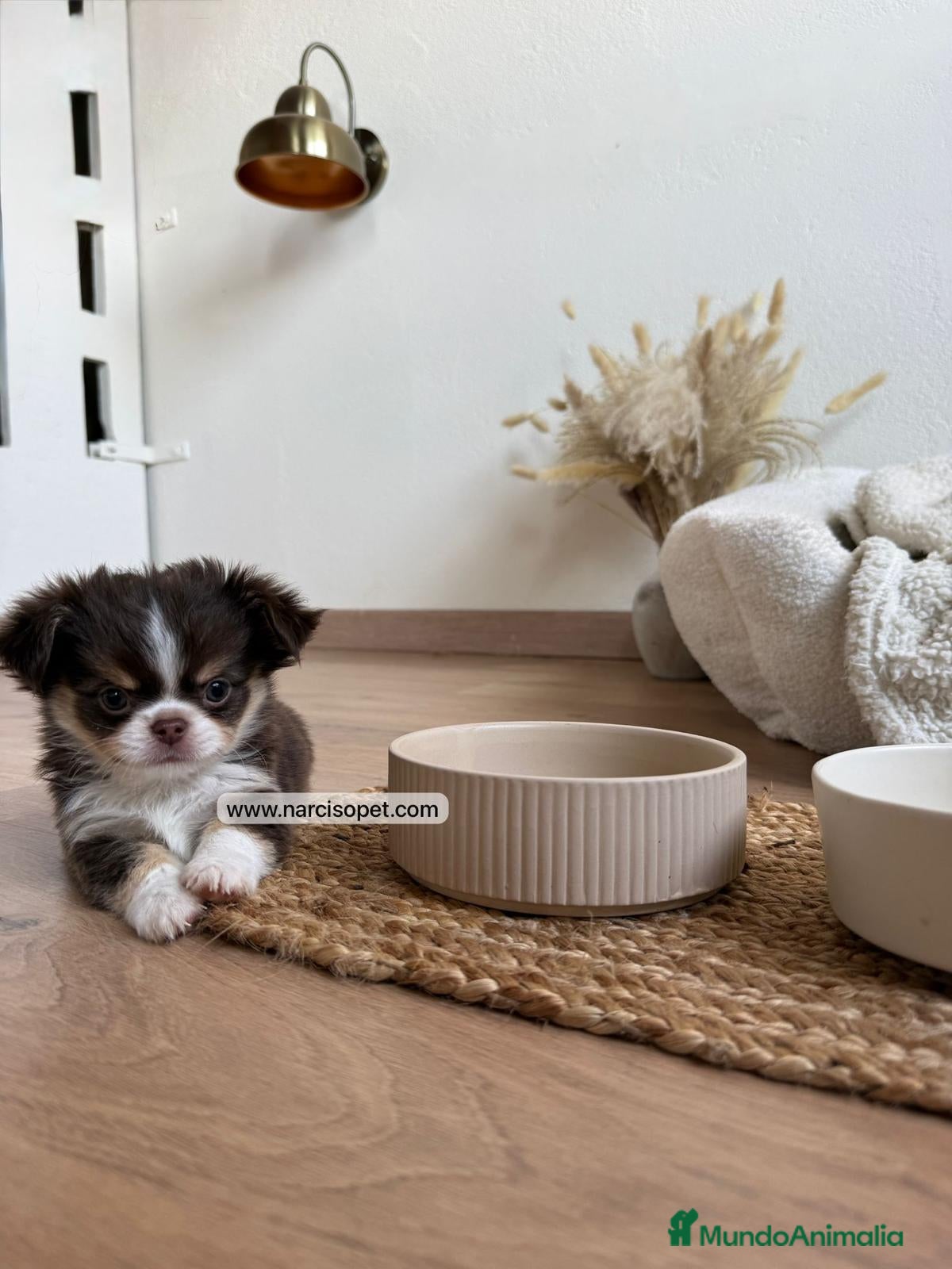 Chihuahua perros CHIHUAHUA PELO LARGO CACHORROS - Anuncio 2