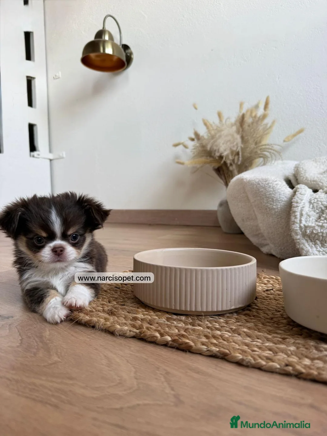 Chihuahua perros en venta: CHIHUAHUA PELO LARGO CACHORROS - Anuncio 2