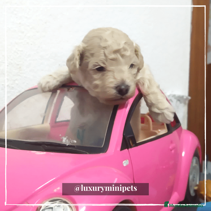 Caniche Toy perros Camada de Caniche de padres toy en Madrid - Anuncio 11