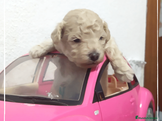 Caniche Toy perros en Madrid - Anuncio 5