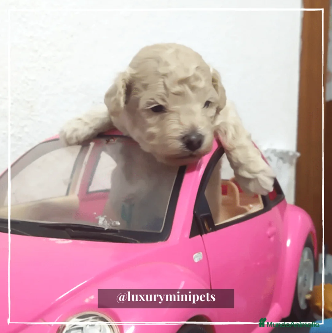 Caniche Toy perros en venta: Camada de Caniche de padres toy en Madrid - Anuncio 1