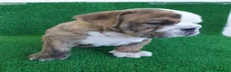 Bulldog Inglés perros en venta: BULLDOG INGLÉS - Anuncio 4