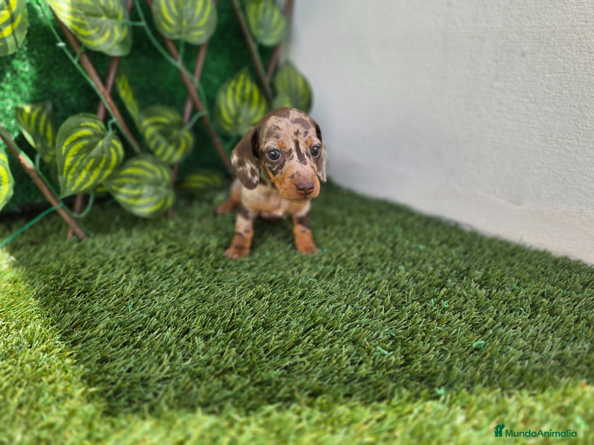 Teckel Miniatura perros TECKEL MINIATURA & KANNINCHEN ARLEQUINES - Anuncio 4
