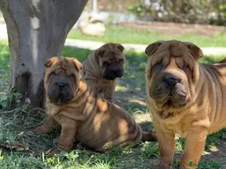Shar Pei perros SHAR PEI BEBES en Málaga - Anuncio 7