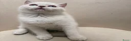 Brasileño de Pelo Corto gatos en venta: British Short Hair  - Anuncio 2
