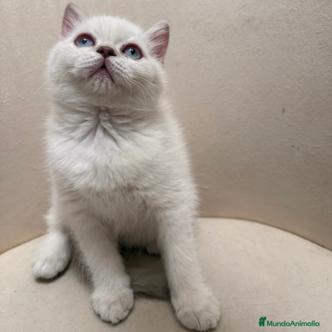 Brasileño de Pelo Corto gatos en venta: British Short Hair  - Anuncio 2
