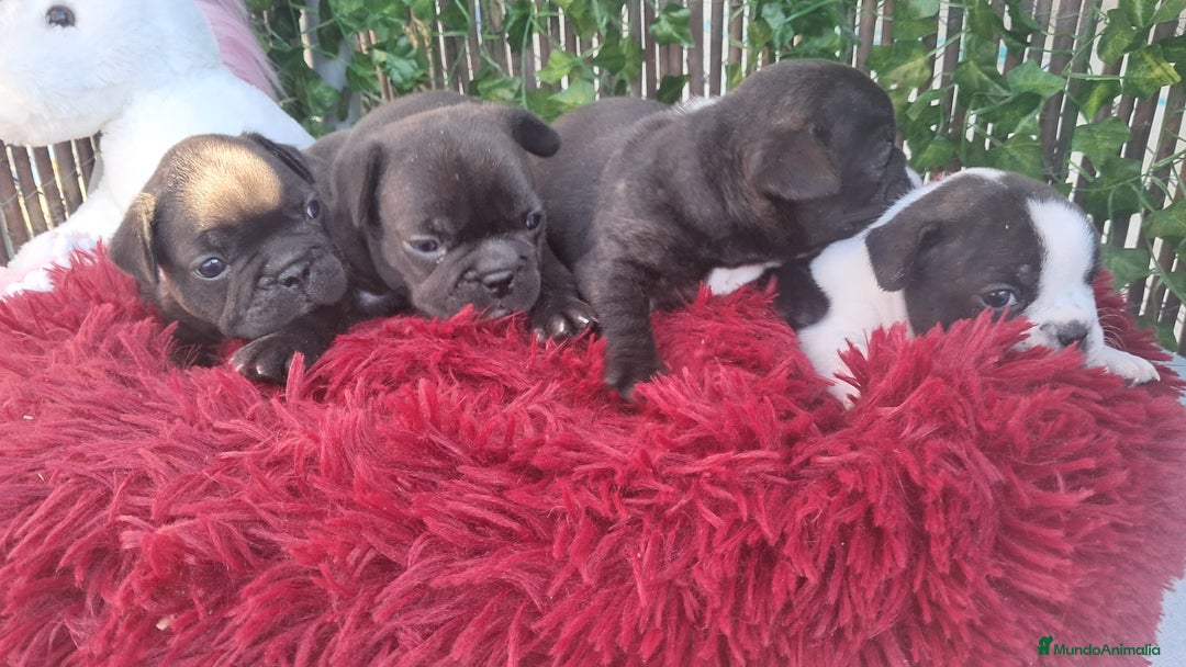 Bulldog Francés perros en venta: Bebes Bulldog Francés  - Imagen 1