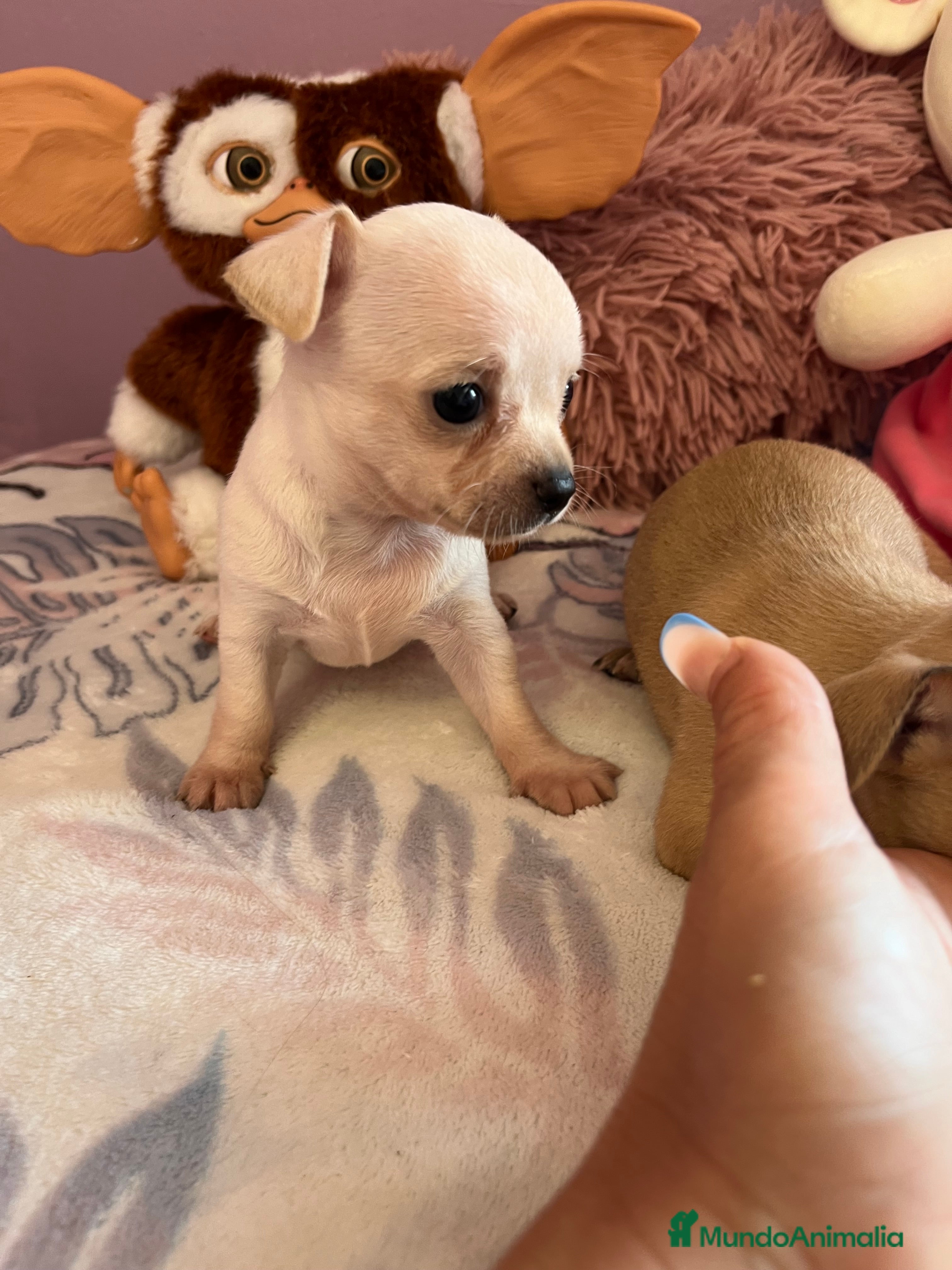 Chihuahua perros Chihuahuas toys en Barcelona - Anuncio 2