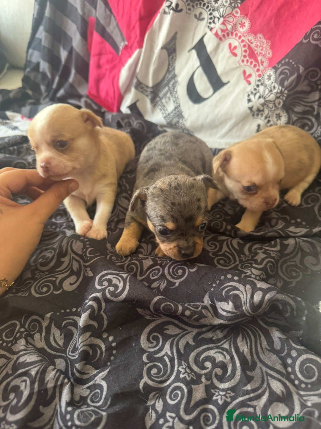 Chihuahua perros en venta: Chihuahua toy colores exóticos pelo largo y corto  - Imagen 10