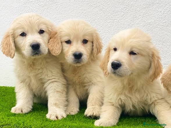 Golden Retriever perros Golden retriever bebes preciosos  - Anuncio 2