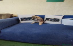 Pomerania perros en venta: Cachorro pomerania  - Anuncio 4