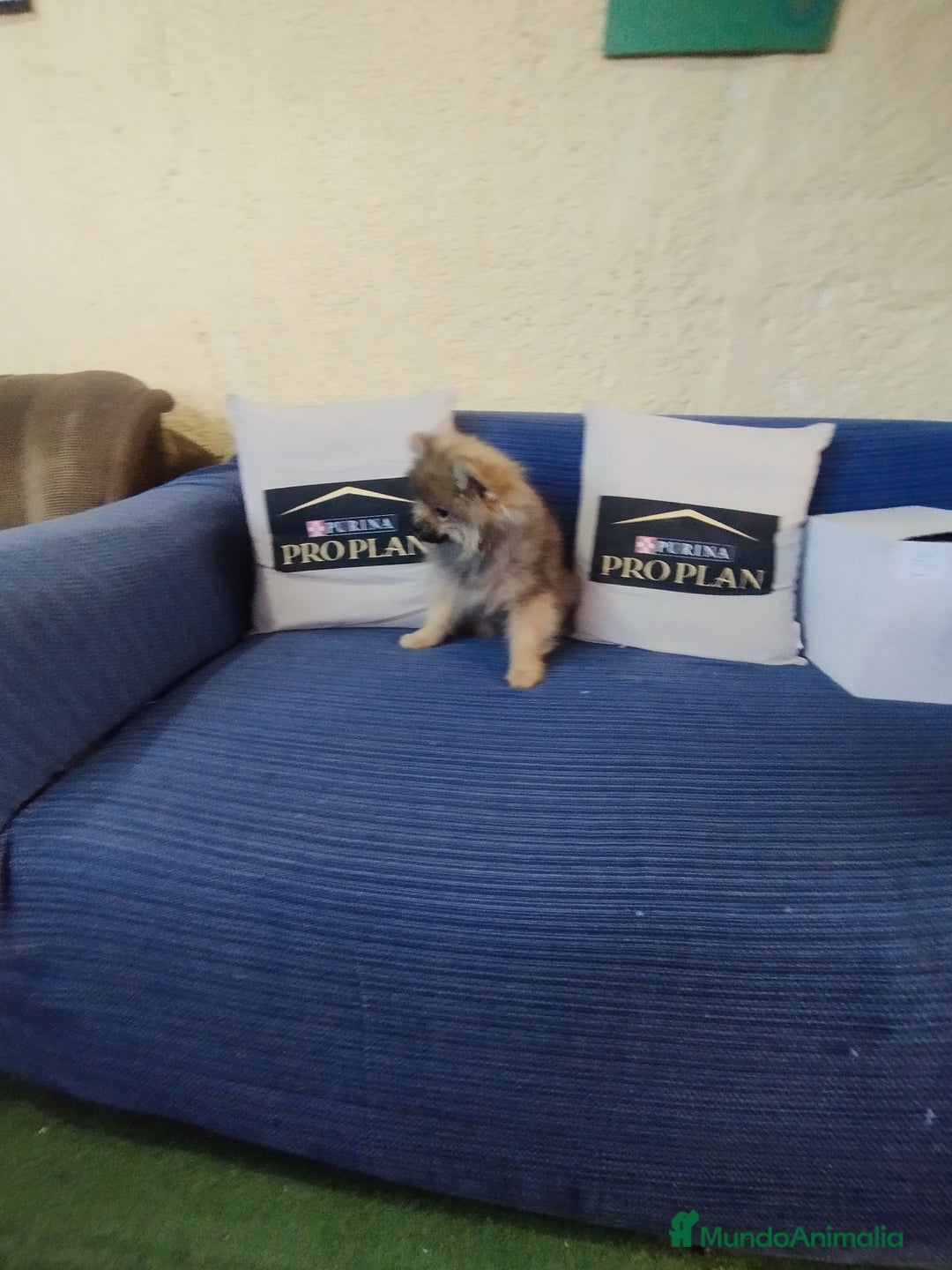 Pomerania perros en venta: Cachorro pomerania  - Anuncio 4