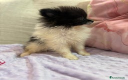 Pomerania perros en venta: Poo pomerania MICRO TOY  - Imagen 5
