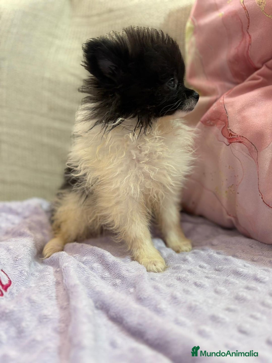 Pomerania perros en venta: Poo pomerania MICRO TOY  - Imagen 5