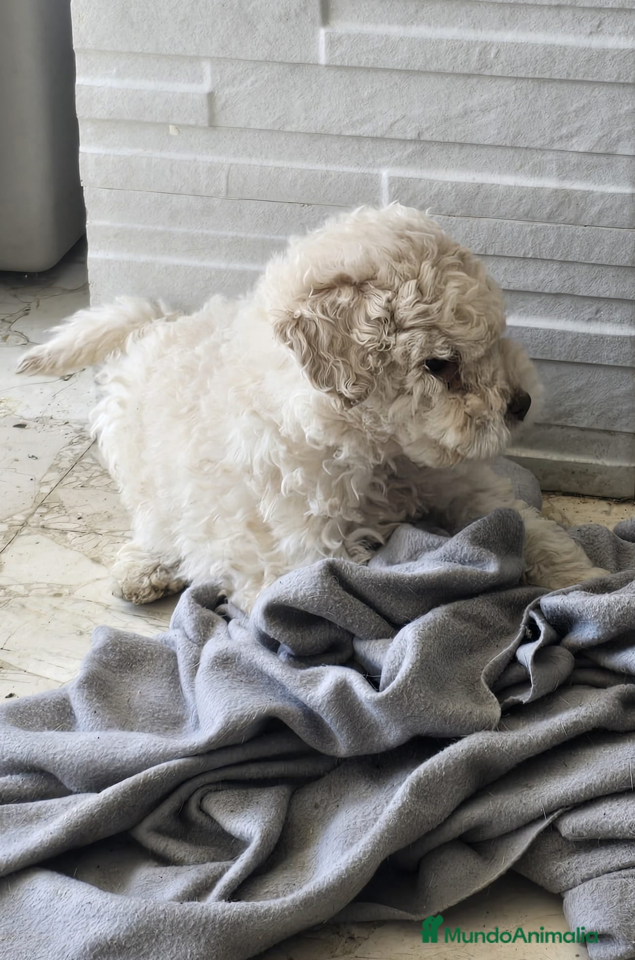 Perro de Agua Español perros Perro de agua  - Anuncio 1