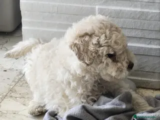 Perro de Agua Español perros Perro de agua - Anuncio 1