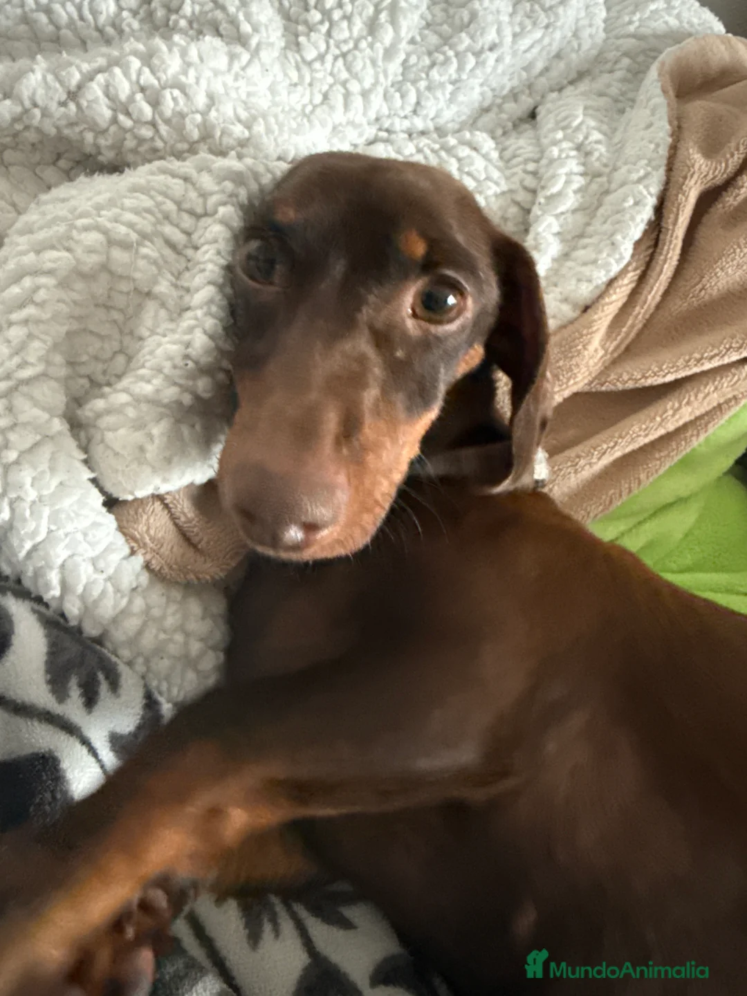 Teckel perros en venta: Camada teckel mini - Anuncio 2