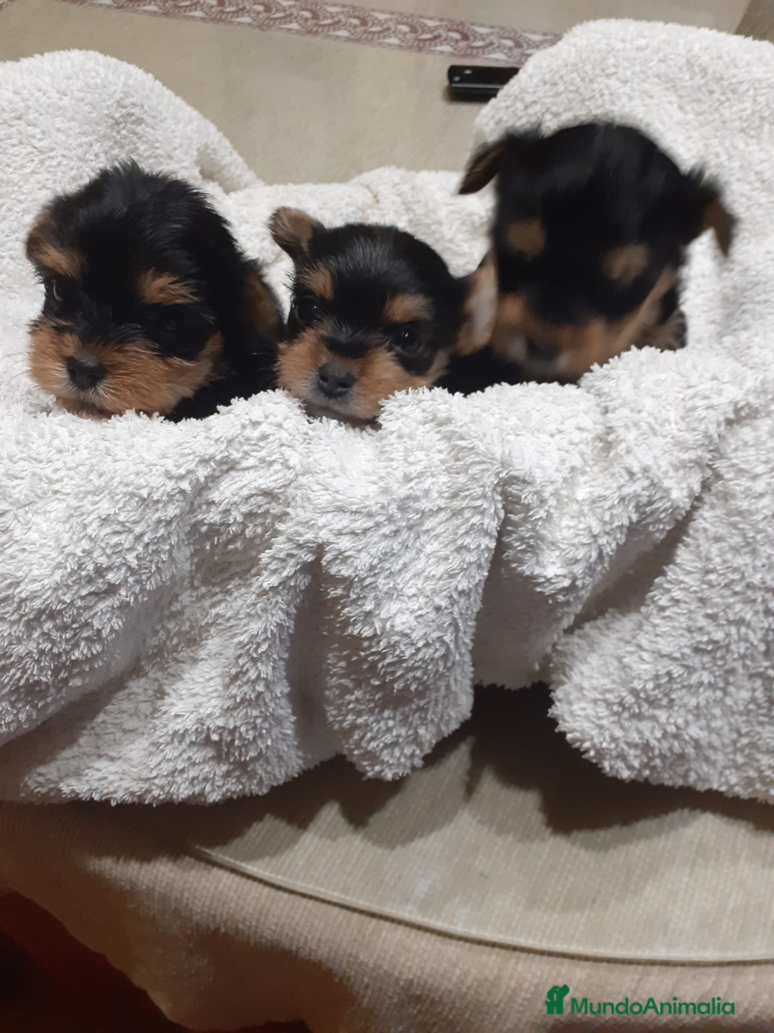 Yorkshire Terrier perros Yorkshire miniatura en Badajoz - Anuncio 39