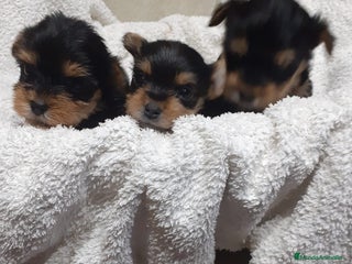 Yorkshire Terrier perros en Badajoz - Anuncio 40