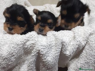 Yorkshire Terrier perros Yorkshire miniatura en Badajoz - Anuncio 31