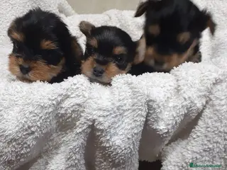 Yorkshire Terrier perros Yorkshire miniatura en Badajoz - Anuncio 33