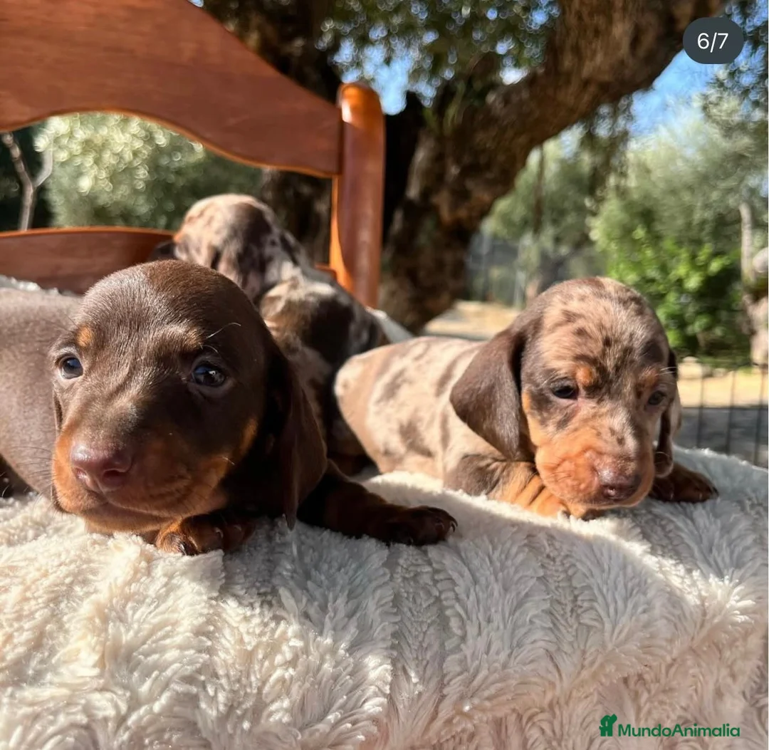 Teckel Miniatura perros en venta: Teckel mini en Illes Balears - Anuncio 2