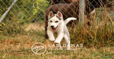 Husky Siberiano perros - Anuncio 9