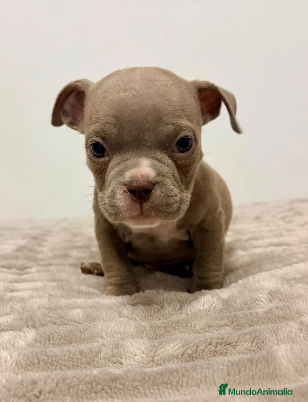 American Bully perros en venta: American bully - Anuncio 2