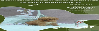 Caniche Toy Cachorro 8