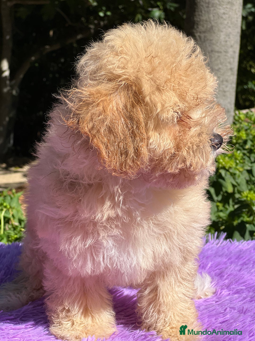 Maltipoo perros en venta: Maltipoo Toy hembra  - Imagen 2